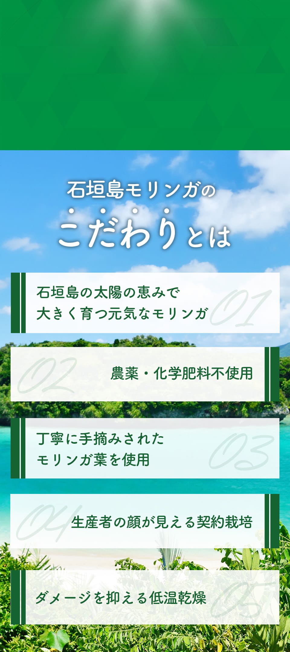 石垣島の太陽の恵みで大きく育つ元気なモリンガ、農薬・化学肥料不使用、丁寧に手積みされたモリンガはを使用、生産者の顔が見える契約栽培、ダメージを抑える低温乾燥