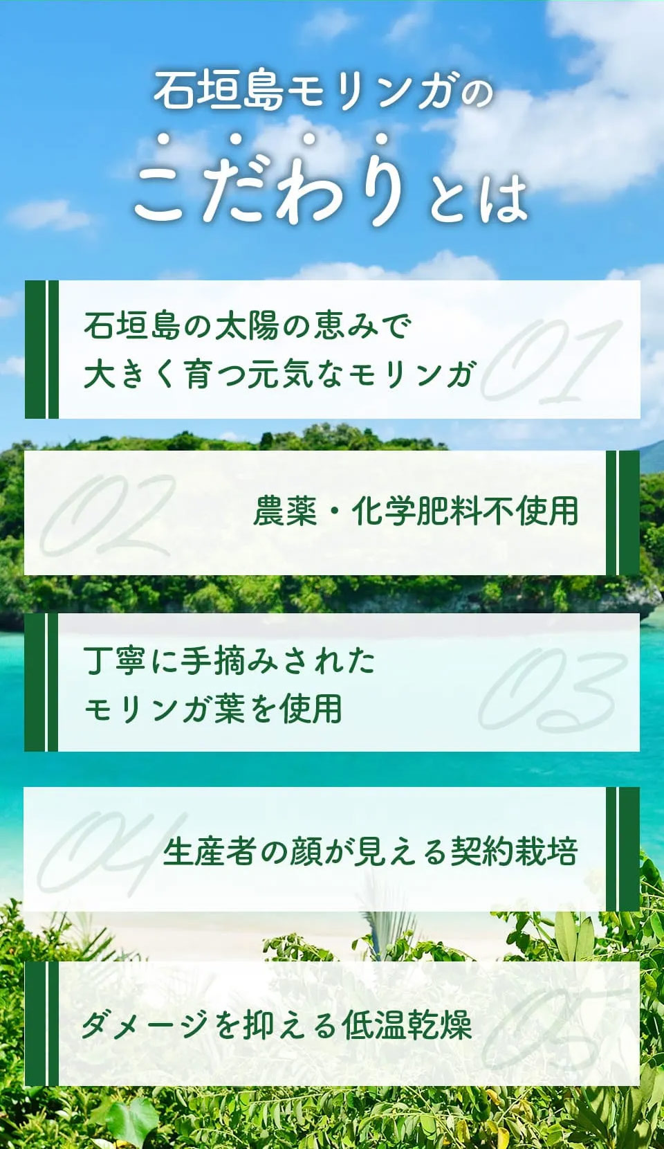 石垣島の太陽の恵みで大きく育つ元気なモリンガ、農薬・化学肥料不使用、丁寧に手積みされたモリンガはを使用、生産者の顔が見える契約栽培、ダメージを抑える低温乾燥