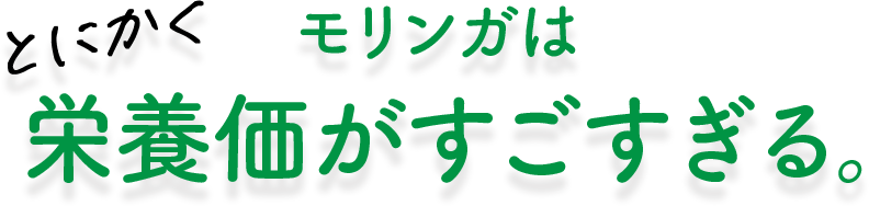 モリンガは栄養価がすごすぎる