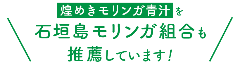 石垣島モリンガ